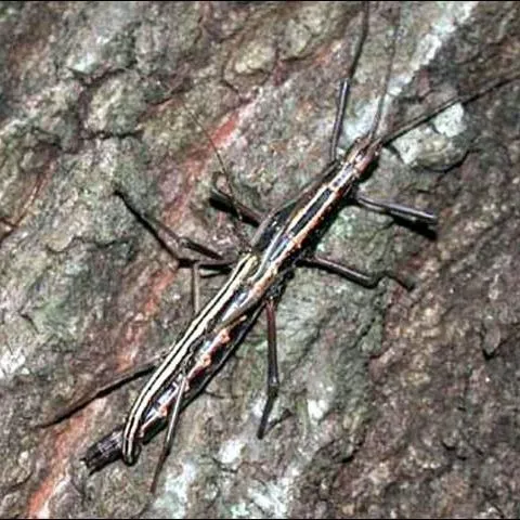 thumbnail for publication: Twostriped Walkingstick, Anisomorpha buprestoides (Stoll) (Insecta: Phasmatodea: Pseudophasmatidae)